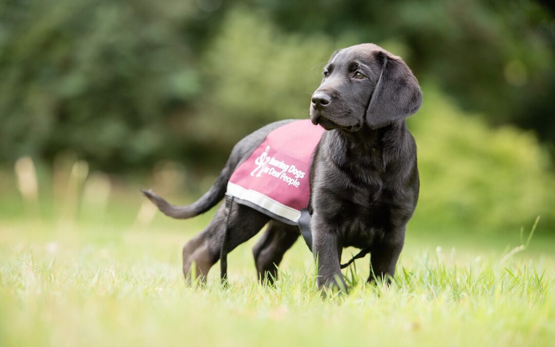 Hearing Dogs for Deaf People